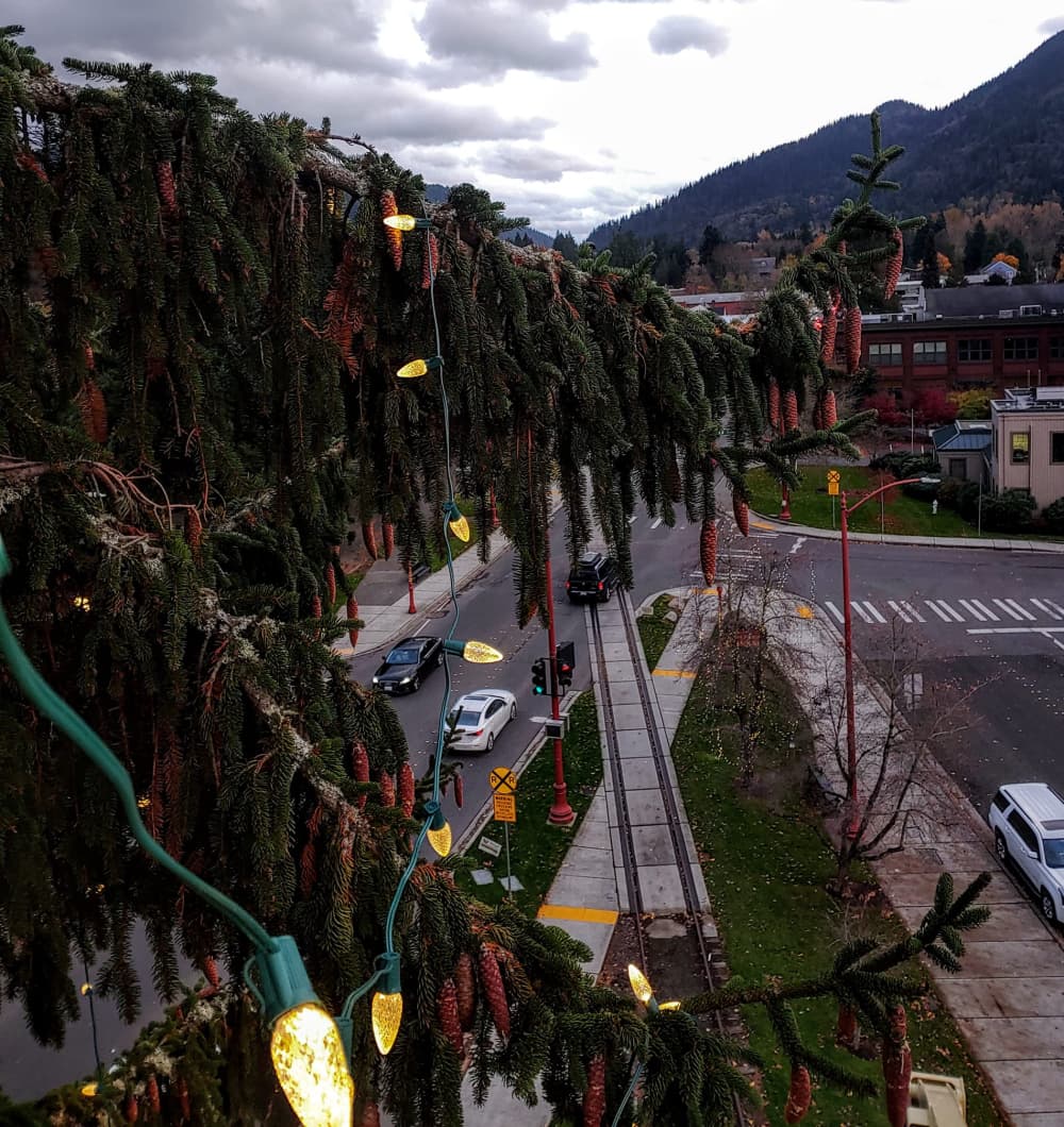 Lights strung high in a tree above downtown Issaquah